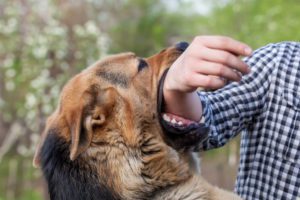 Understanding the Texas Dog Bite Laws