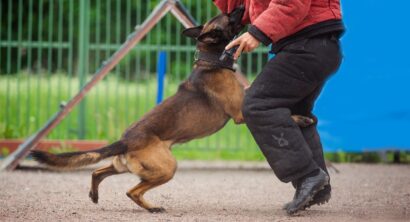 What to Do If a Police Dog Bites You in Texas