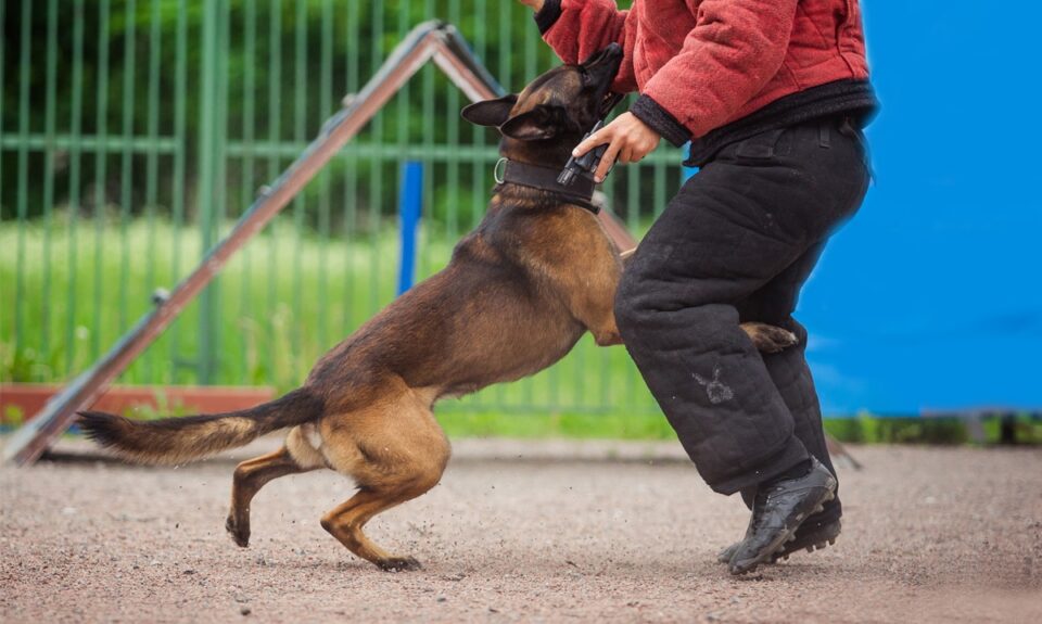 What to Do If a Police Dog Bites You in Texas