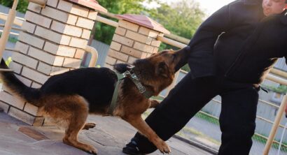 Can You Sue If You Were Bit on a Dog Owner’s Property ?