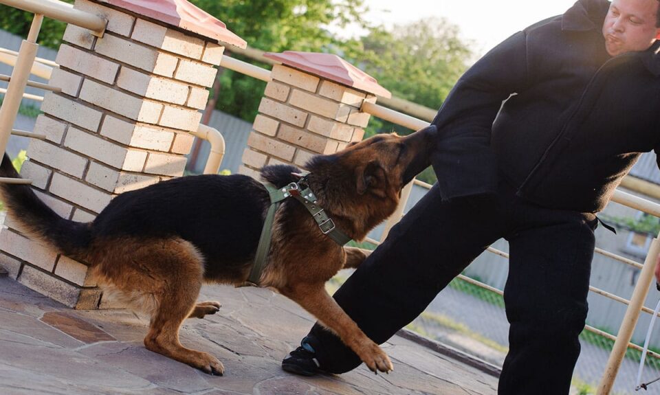 ¿Puede demandar si lo mordieron en la propiedad del dueño de un perro?