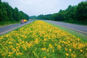 Navigating the Texas Roadways during the Spring Wildflower Season