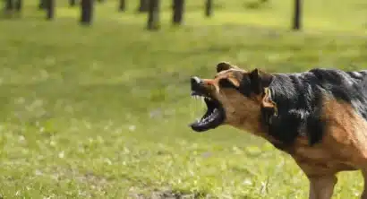Dog bite injury claim