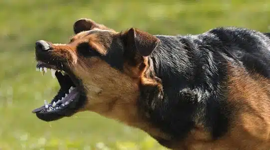 Dog Bite Injury